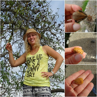 Picking almond from the tree