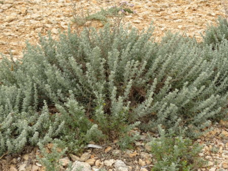 DSC08917 E1527683531223