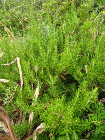 DSC08932 E1527683584877